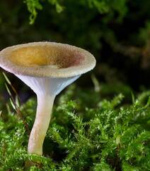 野生蘑菇图片，户外森系自然生长的美味野生蘑菇唯美图片组图3