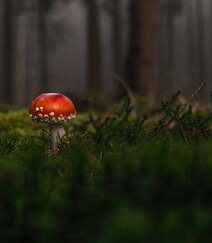 野生蘑菇图片，户外森系自然生长的美味野生蘑菇唯美图片组图1