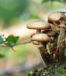 野生蘑菇图片，户外森系自然生长的美味野生蘑菇唯美图片