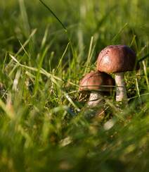 野生蘑菇图片，户外森系自然生长的美味野生蘑菇唯美图片组图4