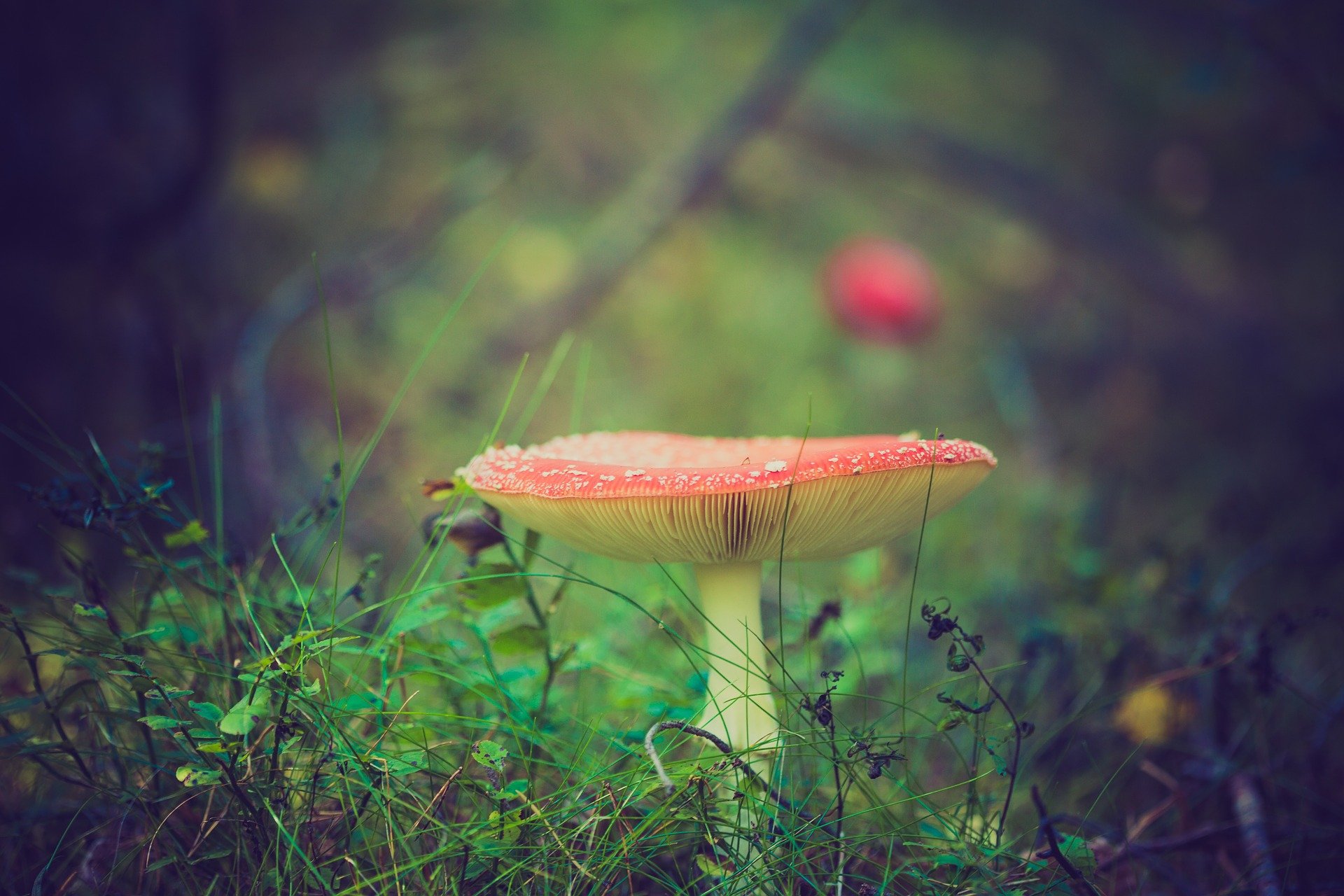 野生蘑菇图片，户外森系自然生长的美味野生蘑菇唯美图片图片