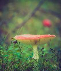 野生蘑菇图片，户外森系自然生长的美味野生蘑菇唯美图片组图2