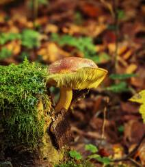 野生蘑菇图片，户外森系自然生长的美味野生蘑菇唯美图片组图9