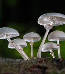 野生蘑菇图片，户外森系自然生长的美味野生蘑菇唯美图片组图6