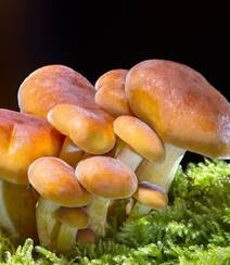 野生蘑菇图片，户外森系自然生长的美味野生蘑菇唯美图片组图8