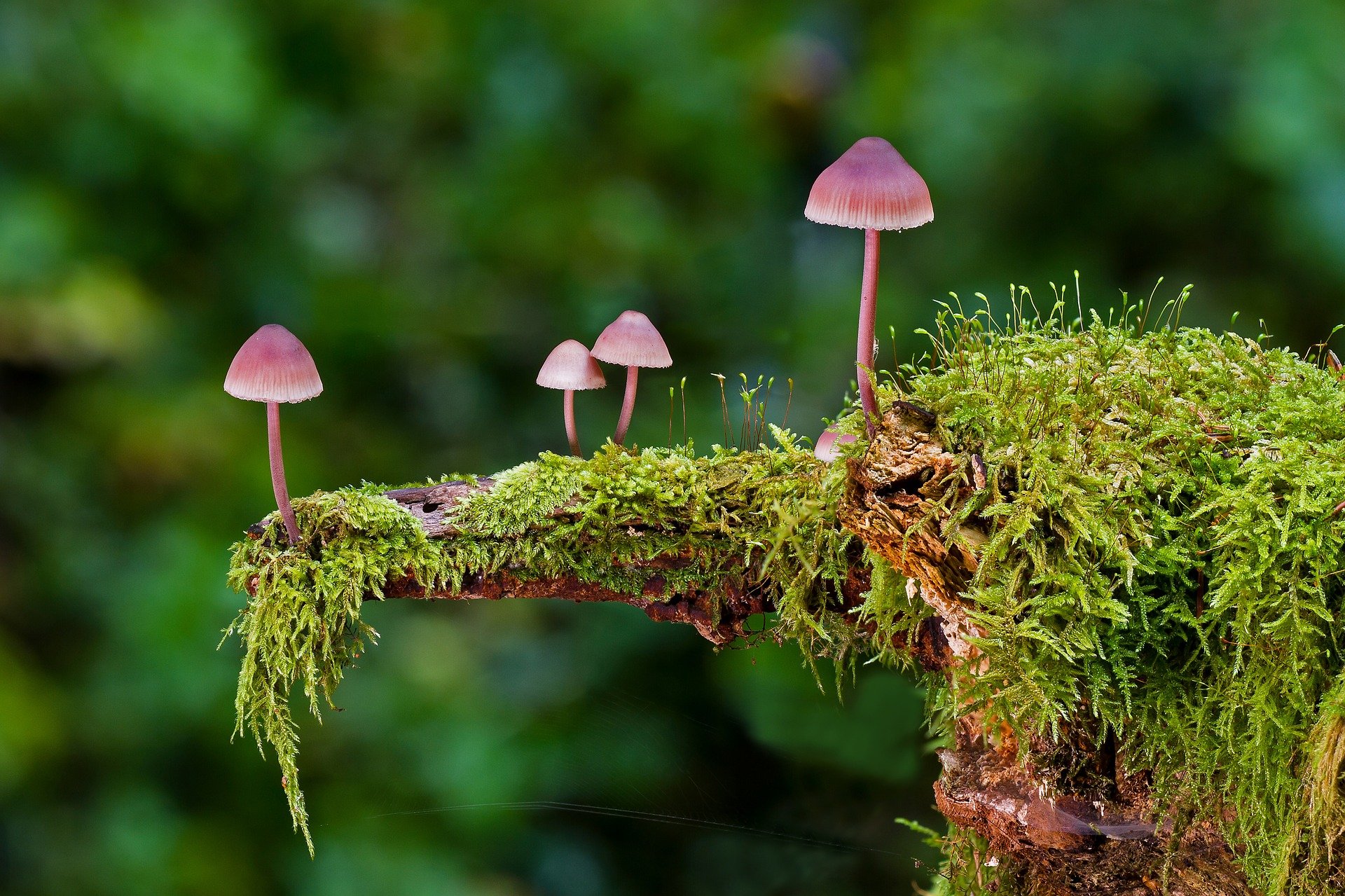 野生蘑菇图片，户外森系自然生长的美味野生蘑菇唯美图片图片