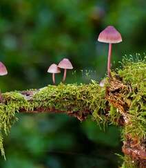 野生蘑菇图片，户外森系自然生长的美味野生蘑菇唯美图片组图7