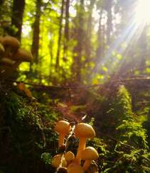生长在树枝，树干，朽木上的野生菌类蘑菇图片组图2