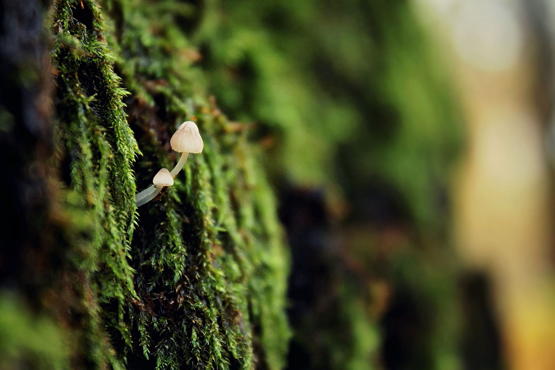 生长在树枝，树干，朽木上的野生菌类蘑菇图片图片