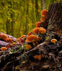 生长在树枝，树干，朽木上的野生菌类蘑菇图片组图3