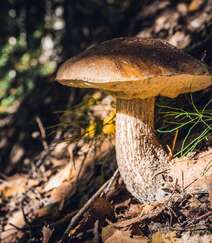 生长在树枝，树干，朽木上的野生菌类蘑菇图片组图1