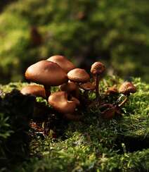 生长在树枝，树干，朽木上的野生菌类蘑菇图片组图7