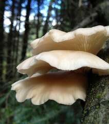 生长在树枝，树干，朽木上的野生菌类蘑菇图片组图6