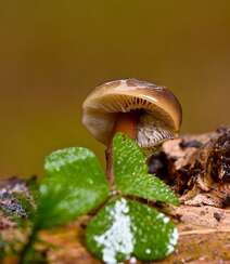 生长在树枝，树干，朽木上的野生菌类蘑菇图片组图5