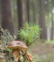 生长在树枝，树干，朽木上的野生菌类蘑菇图片组图11