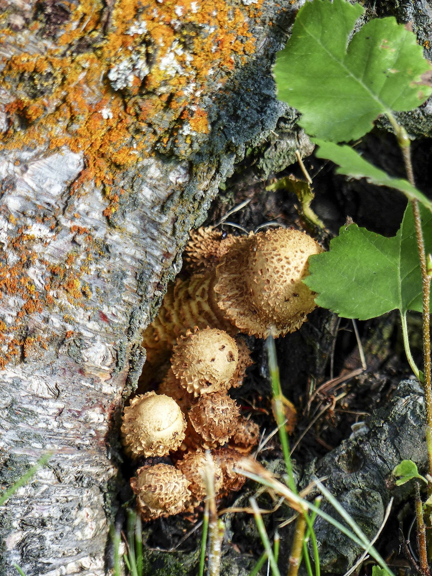 生长在树枝，树干，朽木上的野生菌类蘑菇图片图片