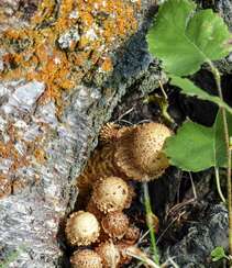生长在树枝，树干，朽木上的野生菌类蘑菇图片组图12