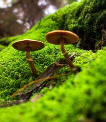 生长在树枝，树干，朽木上的野生菌类蘑菇图片组图10