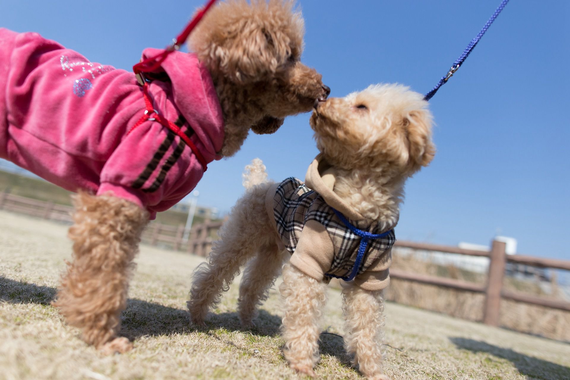 嘻戏逗闹的可爱贵宾犬图片图片