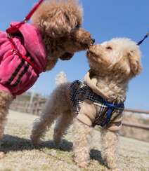 嘻戏逗闹的可爱贵宾犬图片组图1