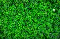 绿色的叶子，满屏绿色植物叶子唯美高清桌面壁纸图片
