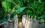 深山丛林中的吊桥唯美大自然风景壁纸图片组图5