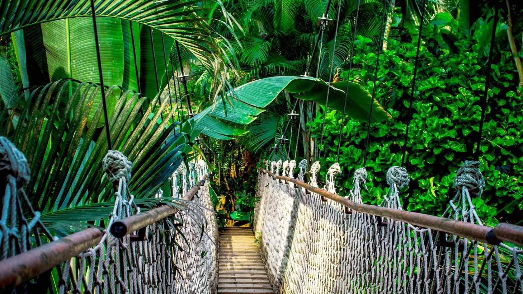 深山丛林中的吊桥唯美大自然风景壁纸图片套图5