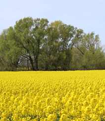 遍地的金黄色色彩，一看就舒心的油菜花唯美高清摄影图片组图3