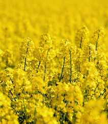 遍地的金黄色色彩，一看就舒心的油菜花唯美高清摄影图片组图5