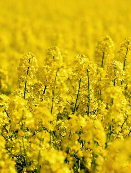 遍地的金黄色色彩，一看就舒心的油菜花唯美高清摄影图片