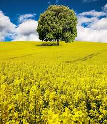 遍地的金黄色色彩，一看就舒心的油菜花唯美高清摄影图片组图9