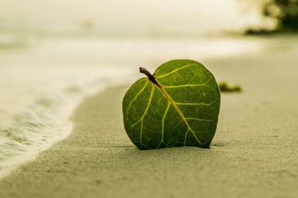 沙滩上的一片叶子唯美壁纸图片