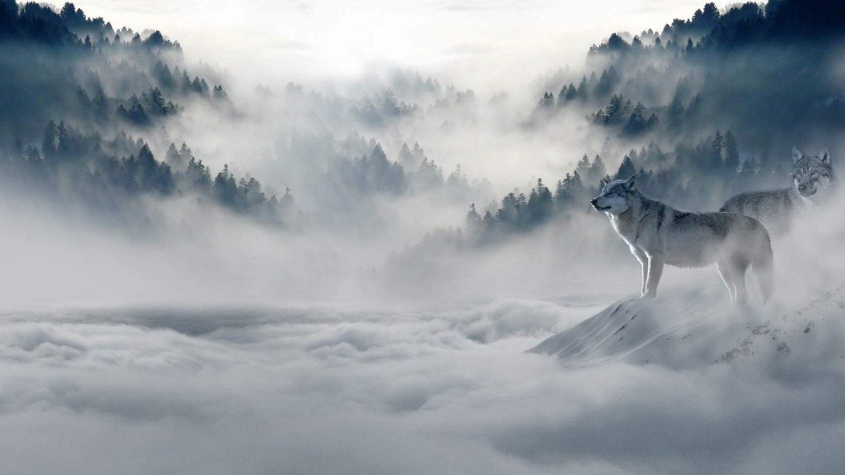 云雾缭绕的雪山，驻足在山头的两只狼唯美高清壁纸图片