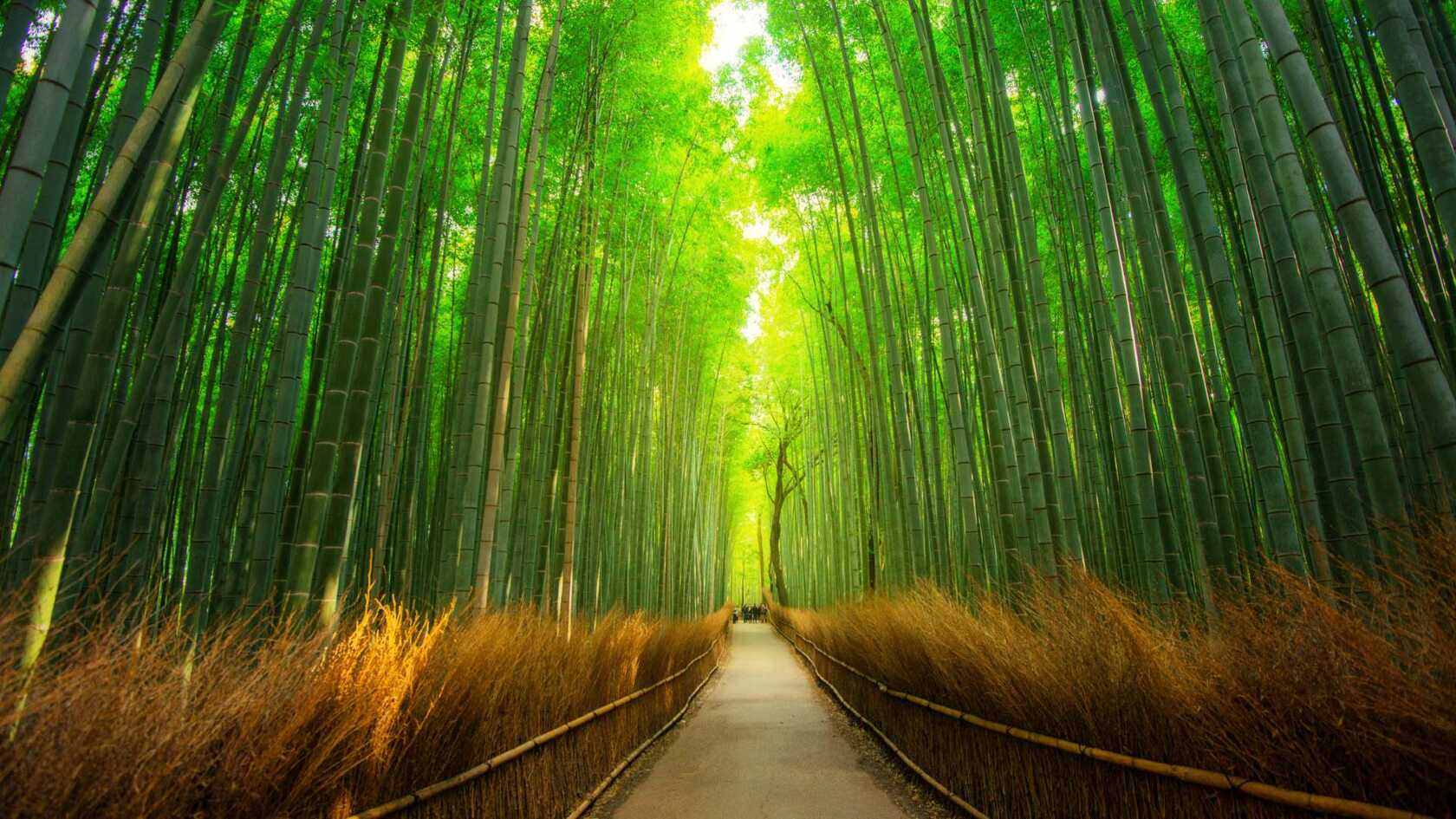 四季常青，细细密密的竹林，竹子，逆光森系景色壁纸图片第5张图片