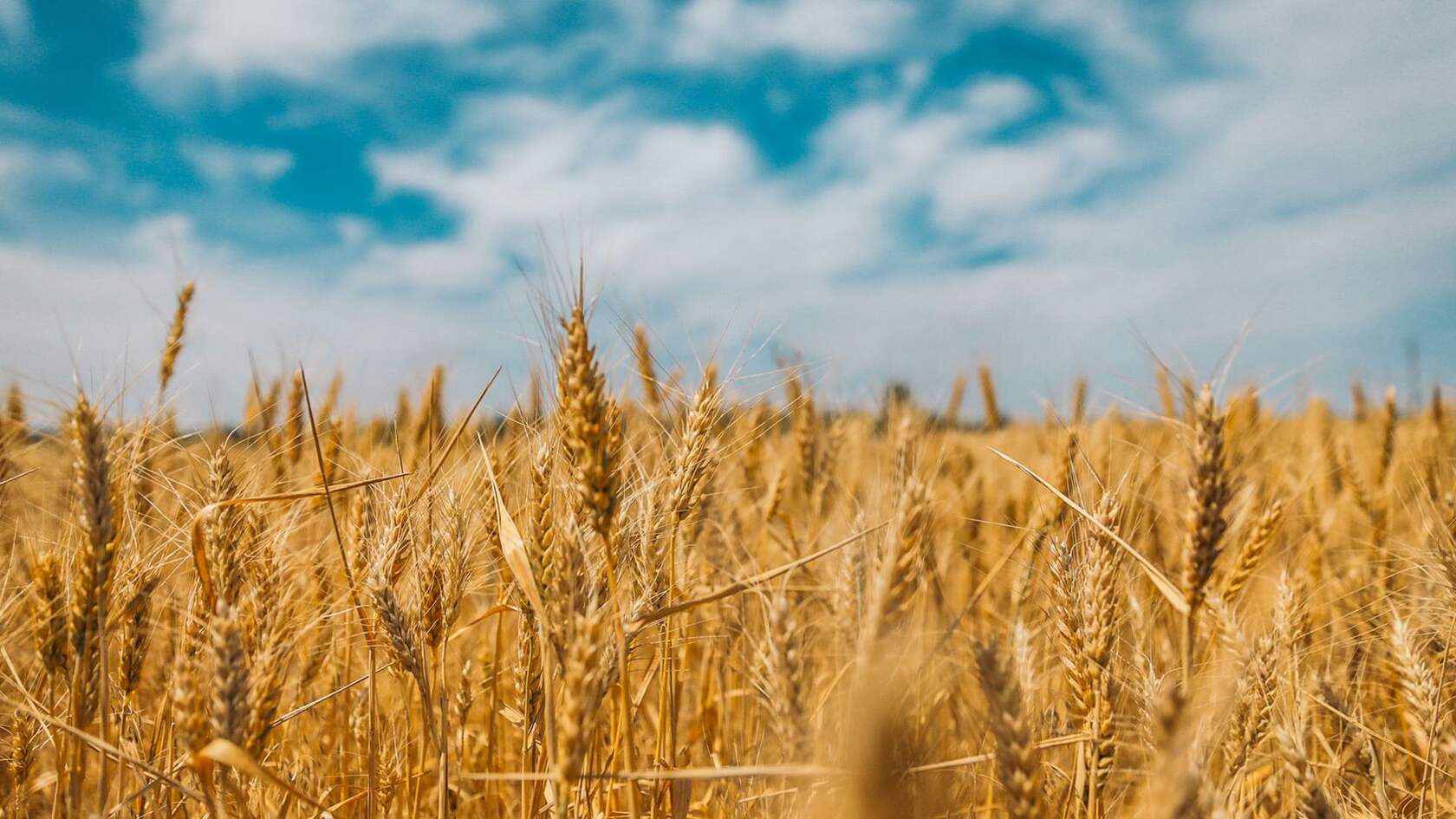 麦田 麦穗，金黄的麦子 唯美高清小麦壁纸图片第2张图片
