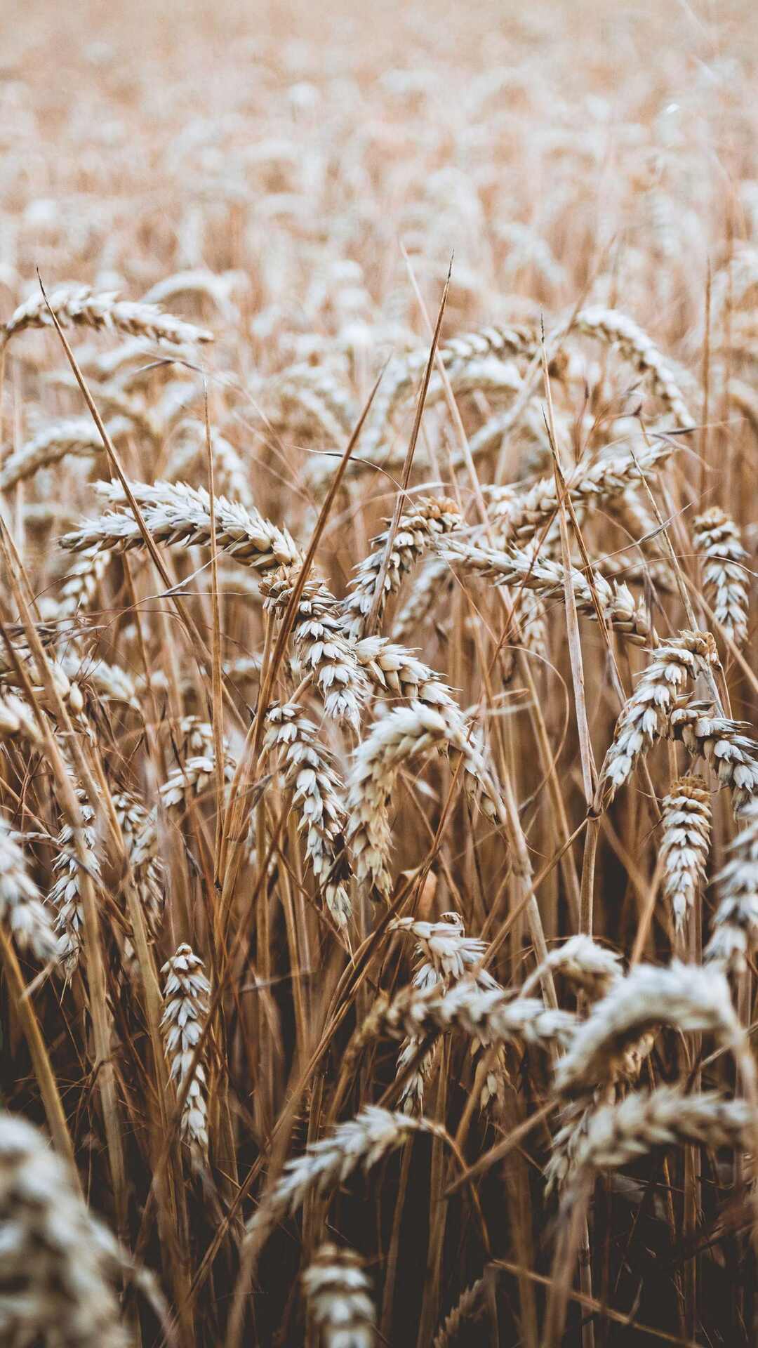 成熟的小麦高清摄影手机壁纸图片