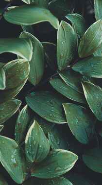 林中生玉竹，月下美人来，唯美绿色植物玉竹摄影手机壁纸图片