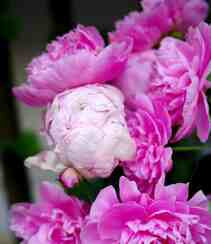 春满大地，牡丹花开，粉红色的牡丹花唯美图片组图2