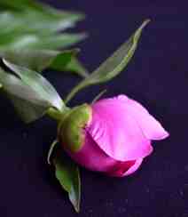 春满大地，牡丹花开，粉红色的牡丹花唯美图片组图7