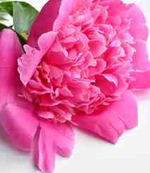 春满大地，牡丹花开，粉红色的牡丹花唯美图片组图3