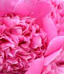 春满大地，牡丹花开，粉红色的牡丹花唯美图片组图5