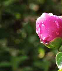 春满大地，牡丹花开，粉红色的牡丹花唯美图片组图4