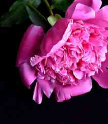 春满大地，牡丹花开，粉红色的牡丹花唯美图片组图6