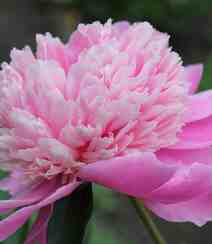 春满大地，牡丹花开，粉红色的牡丹花唯美图片组图8