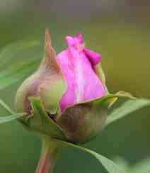 春满大地，牡丹花开，粉红色的牡丹花唯美图片组图10