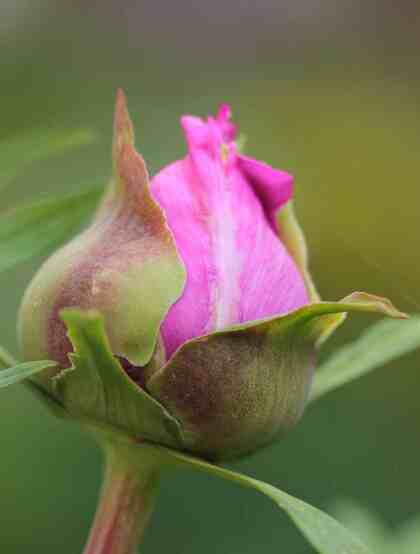 春满大地，牡丹花开，粉红色的牡丹花唯美图片