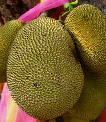 菠萝蜜图片，长在树上或大或小的热带水果菠萝蜜图片组图8