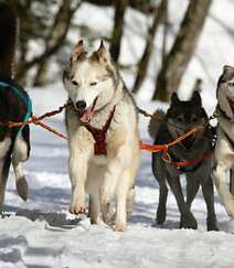 西伯利亚雪橇犬 （哈士奇）雪地美拍图片