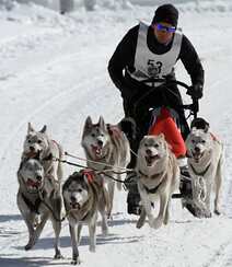 西伯利亚雪橇犬 （哈士奇）雪地美拍图片组图6
