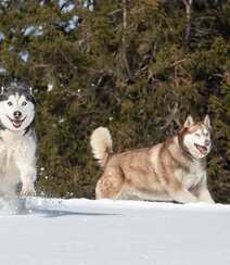 西伯利亚雪橇犬 （哈士奇）雪地美拍图片组图3